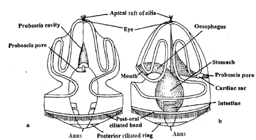 1550_Study of tonana larva.png